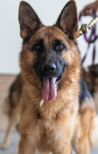 CORA, Hund, Deutscher Schäferhund in Bulgarien - Bild 5