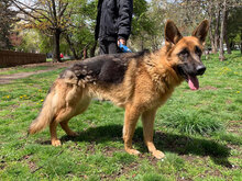 CORA, Hund, Deutscher Schäferhund in Bulgarien - Bild 6