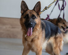 CORA, Hund, Deutscher Schäferhund in Bulgarien - Bild 7