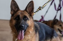 CORA, Hund, Deutscher Schäferhund in Bulgarien - Bild 9