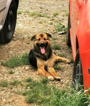 GUMMYBEAR, Hund, Mischlingshund in Rumänien - Bild 10