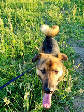 GUMMYBEAR, Hund, Mischlingshund in Rumänien - Bild 12