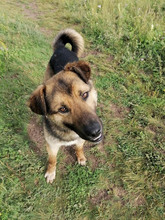 GUMMYBEAR, Hund, Mischlingshund in Rumänien - Bild 13