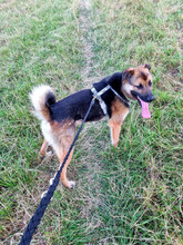 GUMMYBEAR, Hund, Mischlingshund in Rumänien - Bild 15