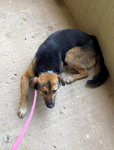GUMMYBEAR, Hund, Mischlingshund in Rumänien - Bild 19