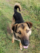 GUMMYBEAR, Hund, Mischlingshund in Rumänien - Bild 2