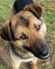 GUMMYBEAR, Hund, Mischlingshund in Rumänien - Bild 3