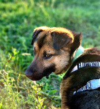 GUMMYBEAR, Hund, Mischlingshund in Rumänien - Bild 4