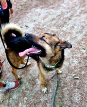 GUMMYBEAR, Hund, Mischlingshund in Rumänien - Bild 7