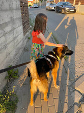 GUMMYBEAR, Hund, Mischlingshund in Rumänien - Bild 8