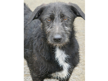 SCOTTY, Hund, Mischlingshund in Rumänien - Bild 1