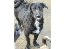 SCOTTY, Hund, Mischlingshund in Rumänien - Bild 2