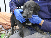 SCOTTY, Hund, Mischlingshund in Rumänien - Bild 3