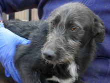 SCOTTY, Hund, Mischlingshund in Rumänien - Bild 4