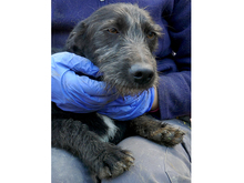 SCOTTY, Hund, Mischlingshund in Rumänien - Bild 5