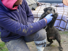 SCOTTY, Hund, Mischlingshund in Rumänien - Bild 6