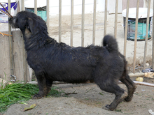 SCOTTY, Hund, Mischlingshund in Rumänien - Bild 8