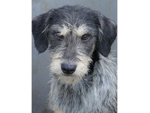 SHEILA, Hund, Mischlingshund in Rumänien - Bild 1
