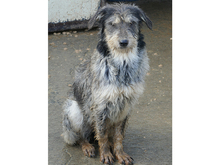 SHEILA, Hund, Mischlingshund in Rumänien - Bild 10