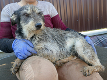 SHEILA, Hund, Mischlingshund in Rumänien - Bild 2