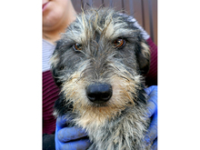 SHEILA, Hund, Mischlingshund in Rumänien - Bild 6