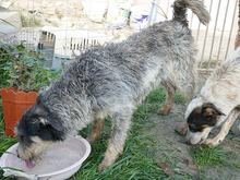 SHEILA, Hund, Mischlingshund in Rumänien - Bild 7