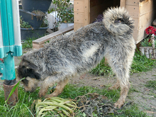 SHEILA, Hund, Mischlingshund in Rumänien - Bild 8