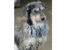 SHEILA, Hund, Mischlingshund in Rumänien - Bild 9