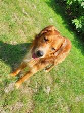 VORE, Hund, Hovawart-Mix in Hamburg - Bild 3