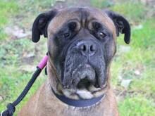 LEYLAHILDE, Hund, Bullmastiff-Mix in Hamburg - Bild 1