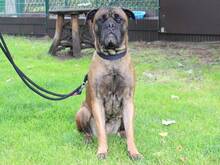 LEYLAHILDE, Hund, Bullmastiff-Mix in Hamburg - Bild 3