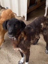 COOP, Hund, Mischlingshund in Rumänien - Bild 1