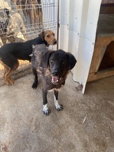 COOP, Hund, Mischlingshund in Rumänien - Bild 2