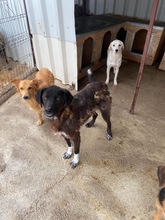 COOP, Hund, Mischlingshund in Rumänien - Bild 3