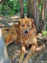 FINN, Hund, Mischlingshund in Rumänien - Bild 1