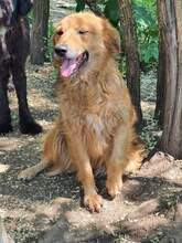 FINN, Hund, Mischlingshund in Rumänien - Bild 2