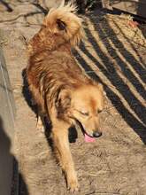 FINN, Hund, Mischlingshund in Rumänien - Bild 4