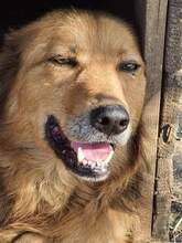 FINN, Hund, Mischlingshund in Rumänien - Bild 5