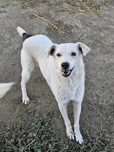 SECIEL, Hund, Mischlingshund in Rumänien - Bild 1