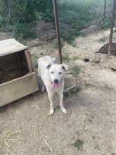 SECIEL, Hund, Mischlingshund in Rumänien - Bild 2