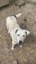 SECIEL, Hund, Mischlingshund in Rumänien - Bild 3