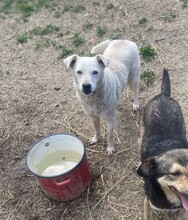 SECIEL, Hund, Mischlingshund in Rumänien - Bild 4