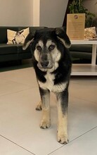 BORIS, Hund, Mischlingshund in Rumänien - Bild 10