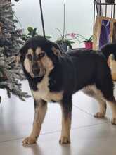 BORIS, Hund, Mischlingshund in Rumänien - Bild 11