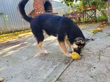 BORIS, Hund, Mischlingshund in Rumänien - Bild 12