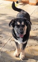 BORIS, Hund, Mischlingshund in Rumänien - Bild 13