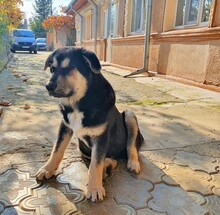BORIS, Hund, Mischlingshund in Rumänien - Bild 14