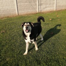 BORIS, Hund, Mischlingshund in Rumänien - Bild 16