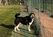 BORIS, Hund, Mischlingshund in Rumänien - Bild 18