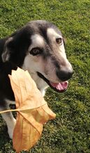 BORIS, Hund, Mischlingshund in Rumänien - Bild 3